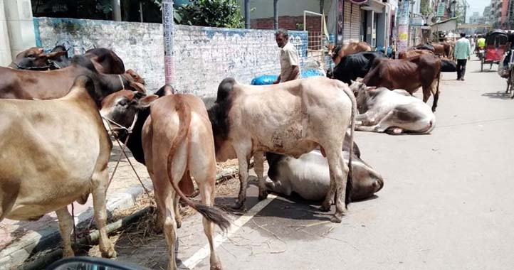 সিলেট সদরে যে ১০টি জায়গায় বসবে কোরবানীর পশুর হাট