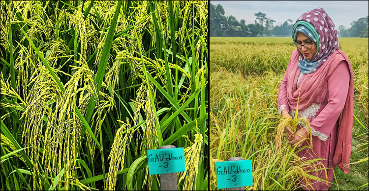 রোগ প্রতিরোধী নতুন ধান উদ্ভাবন
