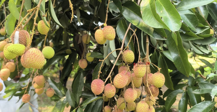 লিচুতে বদলাচ্ছে মানিকপুর: প্রবাসে নয়, ভাগ্য ফিরেছে বাগানে