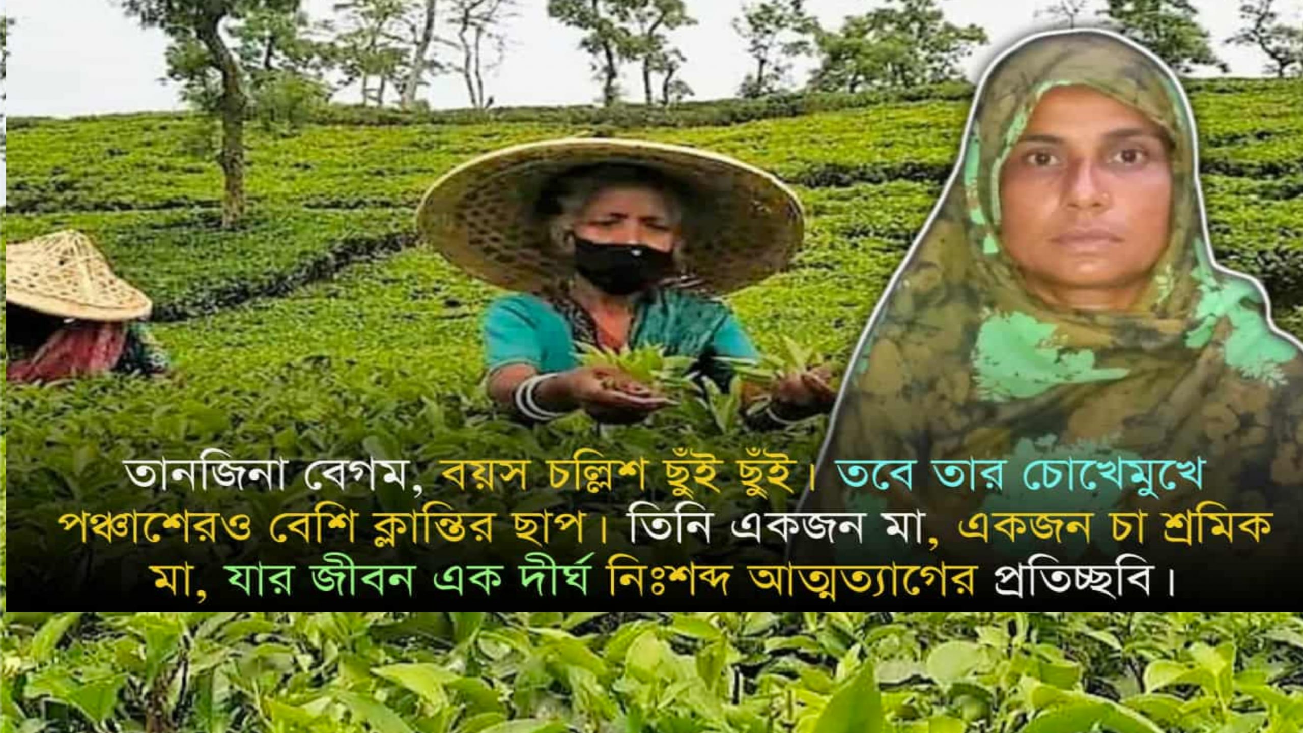 চা-বাগানে শ্রম, ঘরে স্বপ্ন—এক মায়ের সংগ্রামী গল্প