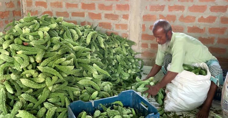 সবুজ স্বপ্নের গ্রাম : ‘টিয়া সুপার’ করলায় বদলে যাওয়া শ্রীমঙ্গলের পাড়ের টং