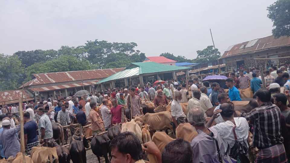 জমজমাট কোরবানির হাট; দাম কমায় সন্তুষ্ট ক্রেতারা, দুশ্চিন্তায় খামারিরা