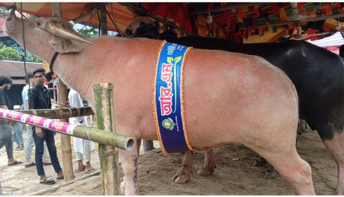 হাটে নয় যেন প্রদর্শনীতে, নজর কেড়েছে দুই ‘ডায়মন্ড’ মহিষ